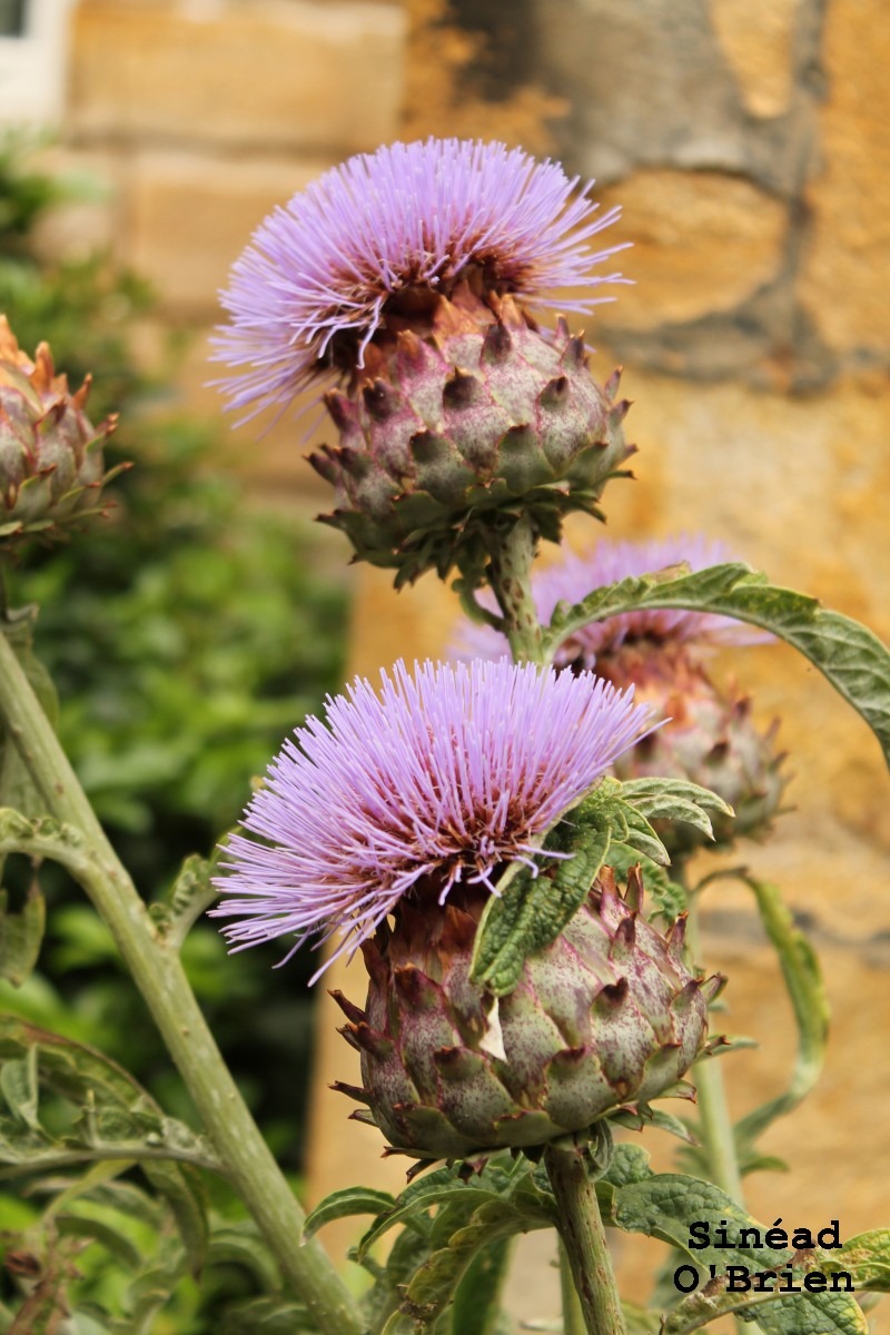 Close up photo of thistles